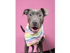 Adopt Flo a Pit Bull Terrier, Mixed Breed