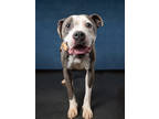 Adopt Squid a Pit Bull Terrier, Mixed Breed