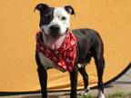 Adopt JUDY - IN FOSTER a Pit Bull Terrier, Mixed Breed