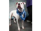 Adopt Rosebud a Pit Bull Terrier, Mixed Breed