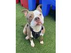 Adopt DeltaFly a Pit Bull Terrier, Mixed Breed