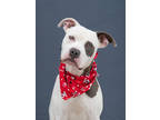 Adopt Libby a Pit Bull Terrier, Mixed Breed