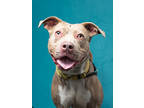 Adopt Chanel a Pit Bull Terrier