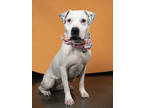 Adopt Snow - AVAILABLE BY APPOINTMENT a Pit Bull Terrier, Mixed Breed