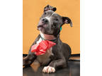 Adopt Rosalie a Pit Bull Terrier, Mixed Breed