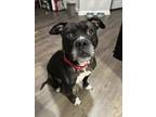 Adopt CLAUDIA - IN FOSTER a Pit Bull Terrier, Mixed Breed