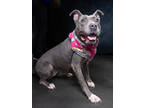 Adopt Little Bella a Pit Bull Terrier, Mixed Breed