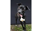 Adopt Frannie a Pit Bull Terrier, Mixed Breed