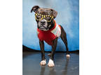 Adopt Abigail a Pit Bull Terrier, Boxer