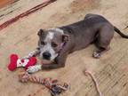 Adopt BOLIVIA - IN FOSTER a Pit Bull Terrier, Mixed Breed