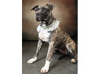 Adopt KIRBY - AVAILABLE BY APPOINTMENT a Pit Bull Terrier, Mixed Breed