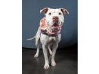 Adopt DESTINY a Pit Bull Terrier, Mixed Breed