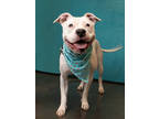 Adopt KALI a Pit Bull Terrier, Mixed Breed