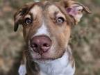 Adopt Rejoice a Pit Bull Terrier, Mixed Breed