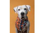 Adopt Momma C a Pit Bull Terrier, Mixed Breed