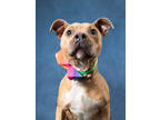 Adopt Emma a Pit Bull Terrier, Mixed Breed