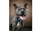 Adopt Bouquet a Pit Bull Terrier, Mixed Breed