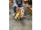 Adopt Miya - IN FOSTER a Pit Bull Terrier