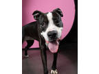 Adopt Gazoo a Pit Bull Terrier, Mixed Breed