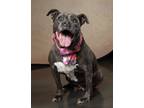 Adopt Maggie a American Staffordshire Terrier, Mixed Breed