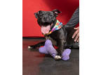 Adopt NANA MAMA - AVAILABLE BY APPOINTMENT a Pit Bull Terrier, Mixed Breed