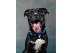 Adopt Wiglett- AVAILABLE BY APPOINTMENT a Pit Bull Terrier, Mixed Breed