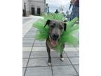 Adopt Molly Moo - IN FOSTER a Pit Bull Terrier, Mixed Breed