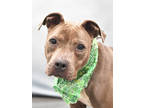 Adopt Zuma- AVAILABLE BY APPOINTMENT a Pit Bull Terrier, Mixed Breed