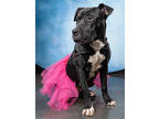 Adopt ONYX-AVAILABLE BY APPOINTMENT a Pit Bull Terrier, Mixed Breed