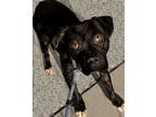 Adopt Ancelle a Pit Bull Terrier, Mixed Breed
