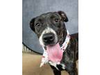 Adopt Rochelle a Pit Bull Terrier, Mixed Breed