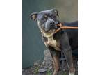 Adopt Money - IN FOSTER a Pit Bull Terrier, Mixed Breed