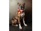 Adopt Rain-AVAILABLE BY APPOINTMENT a Pit Bull Terrier, Mixed Breed