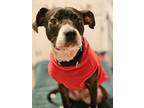 Adopt Anchor - IN FOSTER a Pit Bull Terrier, Mixed Breed