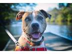 Adopt Girl - IN FOSTER a Pit Bull Terrier, Mixed Breed