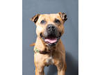 Adopt Robin a Pit Bull Terrier, Mixed Breed