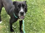 Adopt EVY - IN FOSTER a Pit Bull Terrier, Mixed Breed