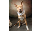 Adopt Emerald a Pit Bull Terrier, Mixed Breed