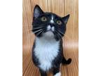 Adopt Varina kitten pick me up please a Tuxedo