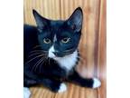 Adopt Villina kitten a Tuxedo