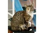 Adopt Ariel a Tabby