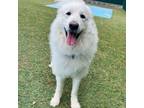 Adopt Goldie a Great Pyrenees