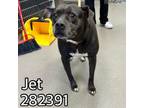 Adopt JET a Mixed Breed