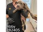 Adopt ABBY a Pit Bull Terrier, Mixed Breed