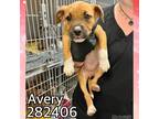Adopt AVERY a Pit Bull Terrier, Mixed Breed