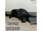 Adopt RAVEN a Mixed Breed