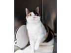 Adopt Bayli a Domestic Short Hair