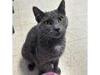 Adopt Harriet a Domestic Short Hair