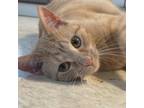 Adopt Shilo a Domestic Short Hair