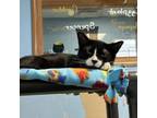 Adopt Eggplant a Domestic Short Hair